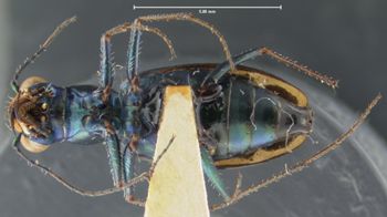Media type: image;   Entomology 23553 Aspect: habitus ventral view
